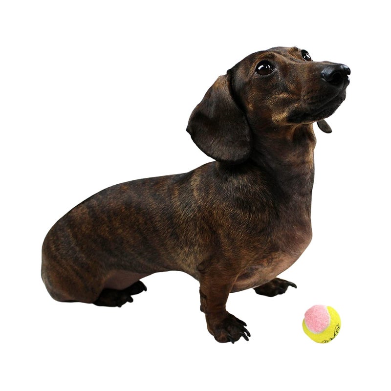 Midlee X-Small Dog Tennis Balls 1.5" Pack of 12- Puppy Mini Fetch Pet Little Tennis Balls -Yellow/Pink - Image 2